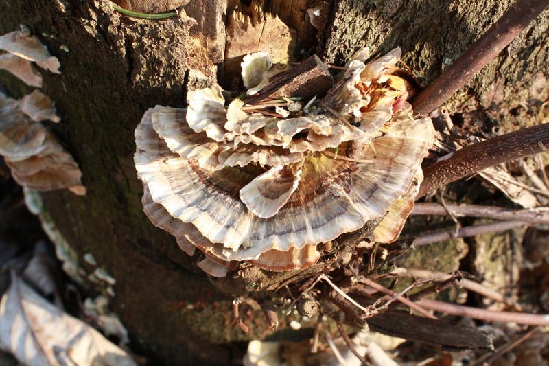 Mossy Maze Polypore (Cerrena unicolor)