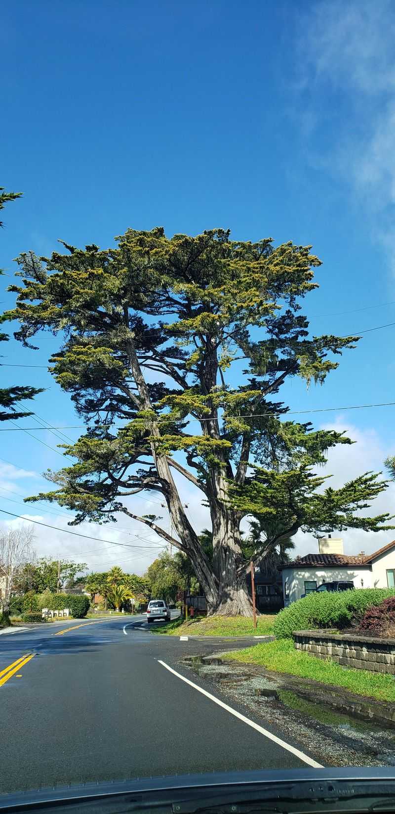 Monterey Cypress (Hesperocyparis macrocarpa)