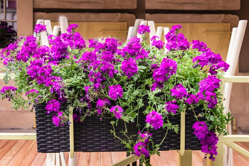 Trailing Verbena