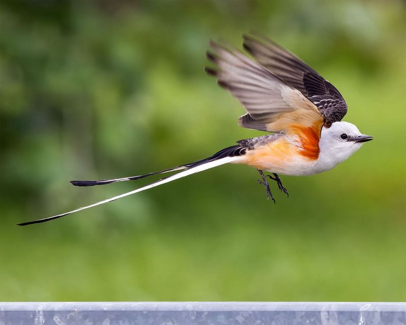 Scissor-tailed Flycatcher