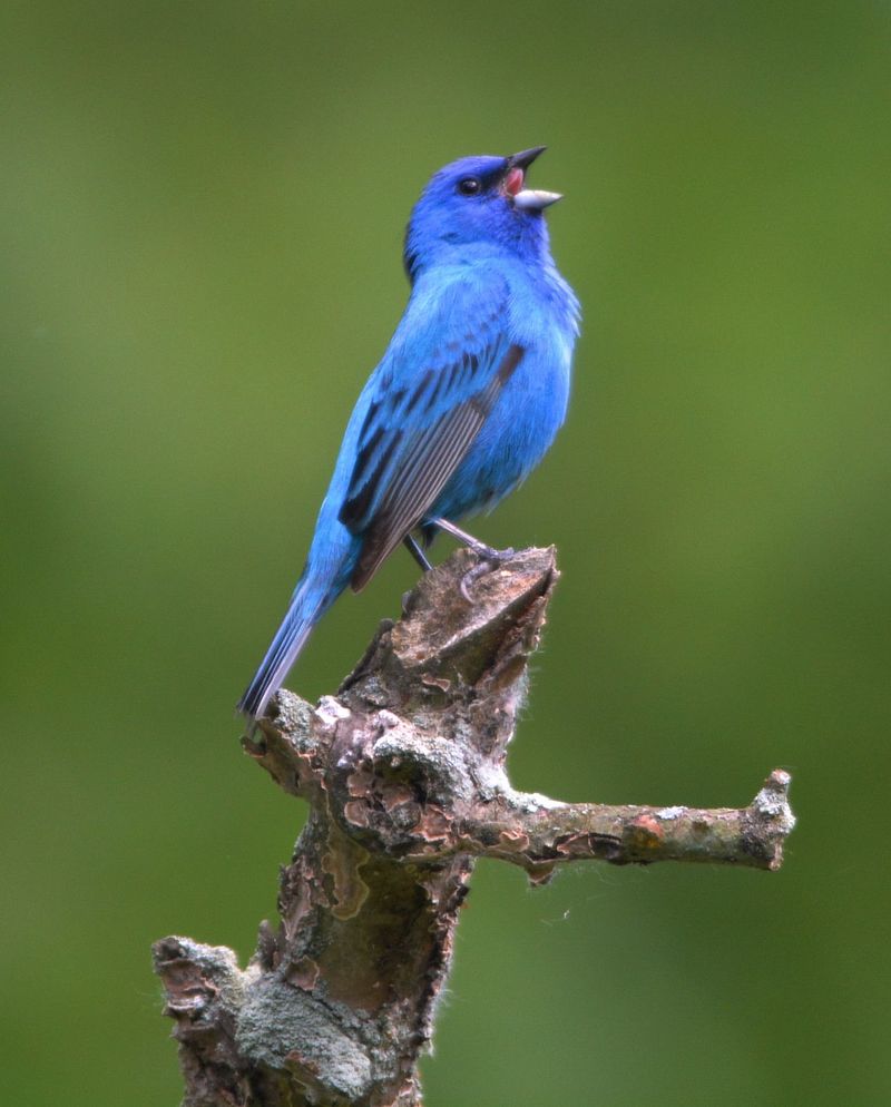 Indigo Bunting: The Blue Jewel