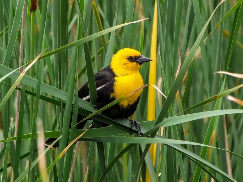Yellow-headed Blackbird