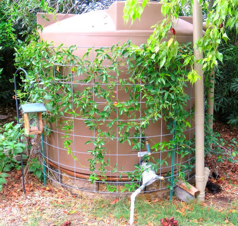 Using Greywater Safely For Citrus And Fruit Trees