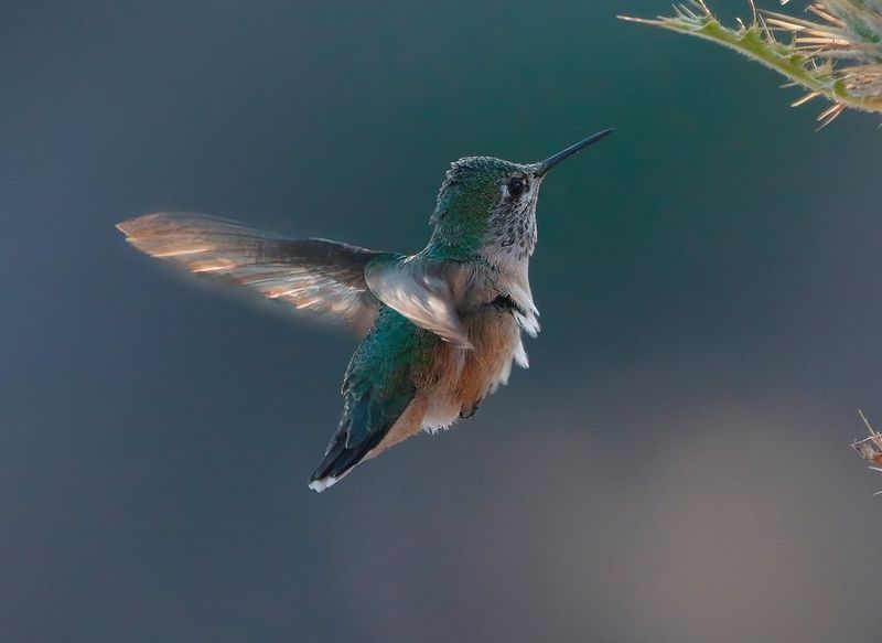 Supports Migrating Hummingbird Species