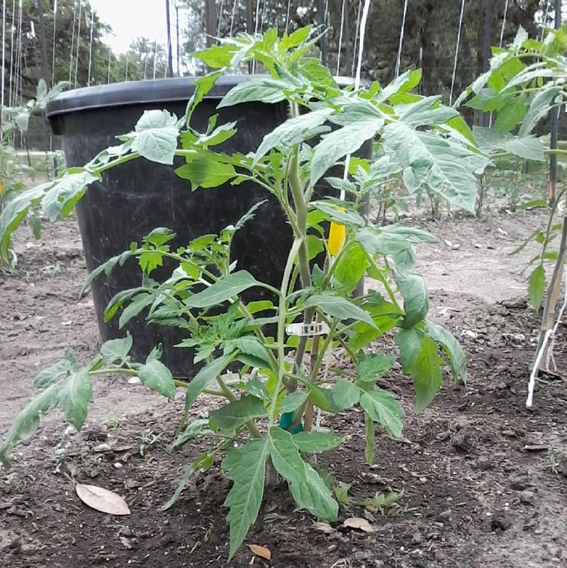 Slow Recovery After Transplanting
