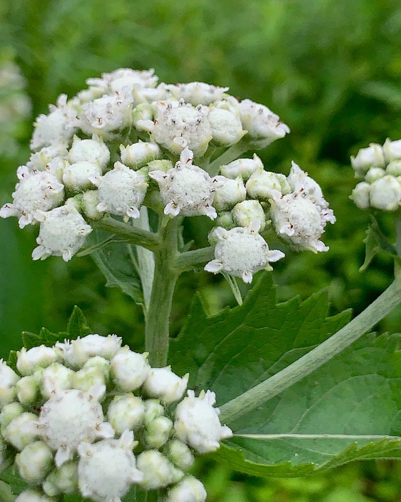 Wild Quinine
