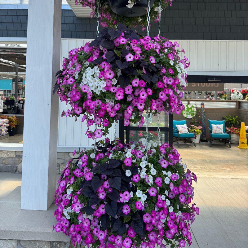 Hanging Basket Tiers