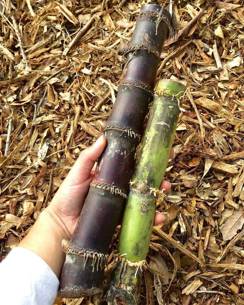 Purple Ribbon Sugar Cane