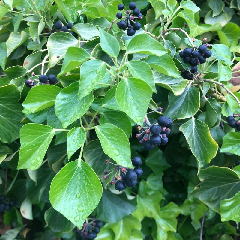 English Ivy