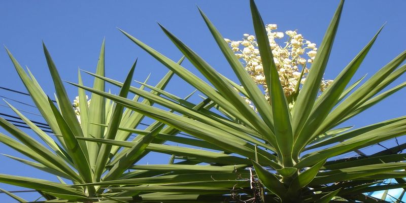 Yucca's Unexpected Flower Spikes