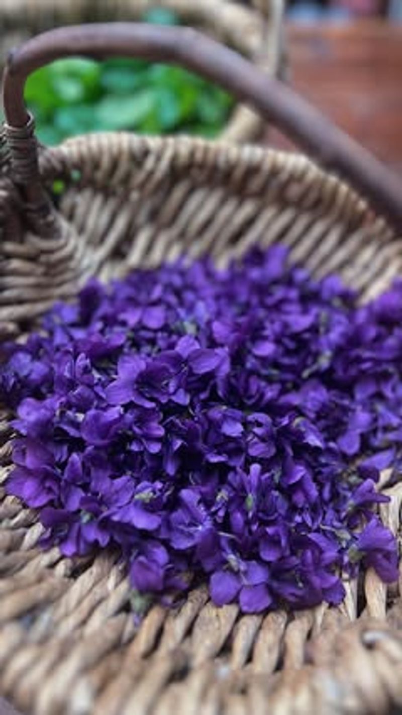 Violets