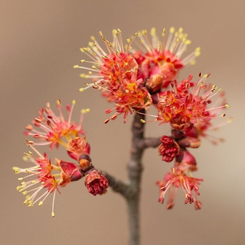 Red Maple: First Native Tree To Bloom