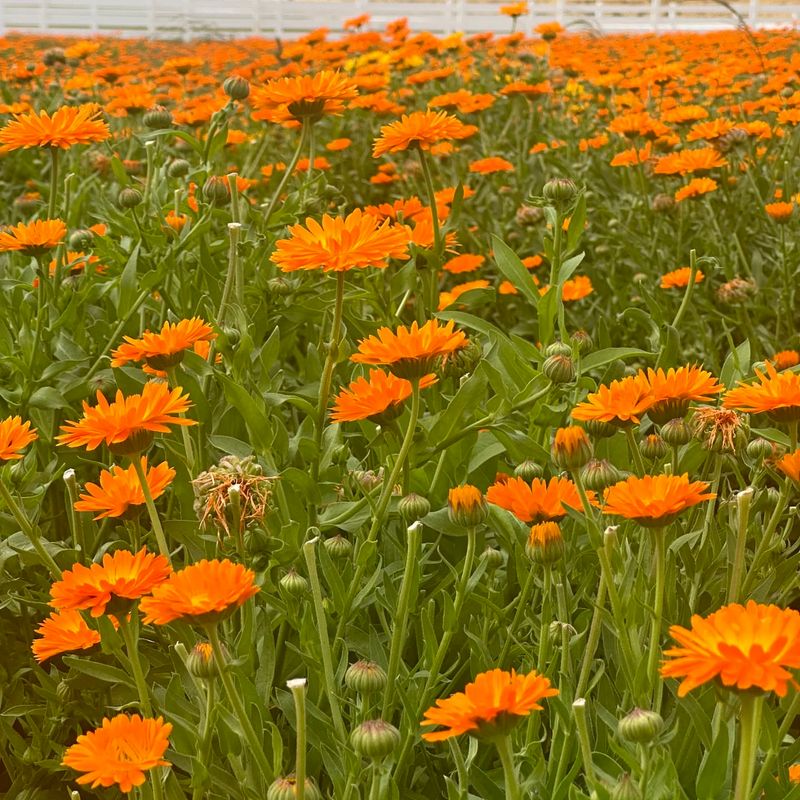 Calendula