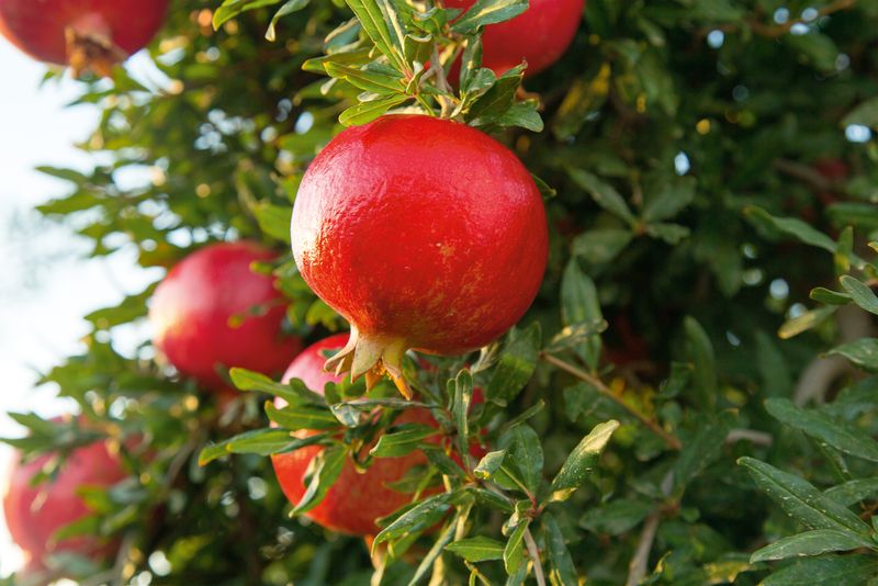Pomegranate