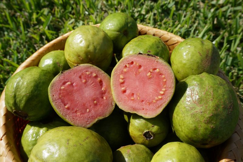 Guava: Aromatic And Adaptable