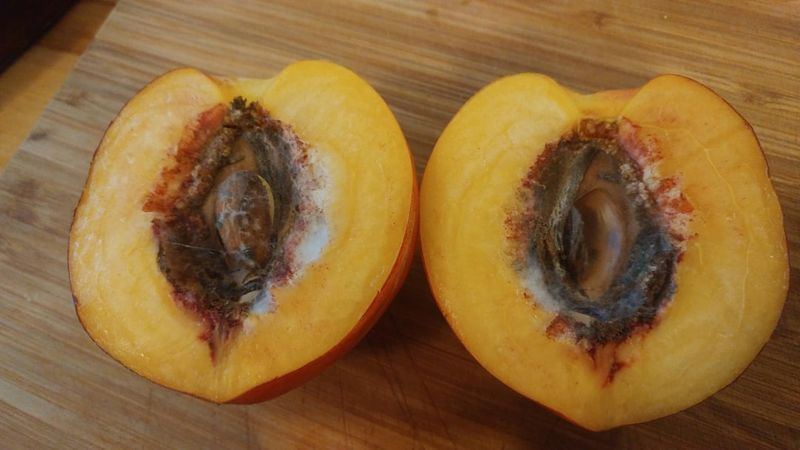 Peach And Nectarine Pits