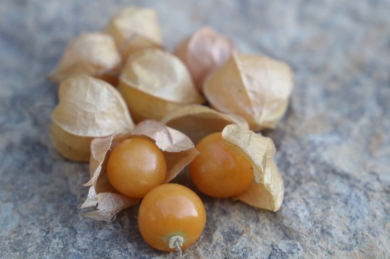 Ground Cherry