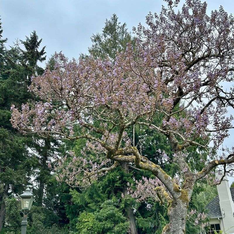 Empress Tree