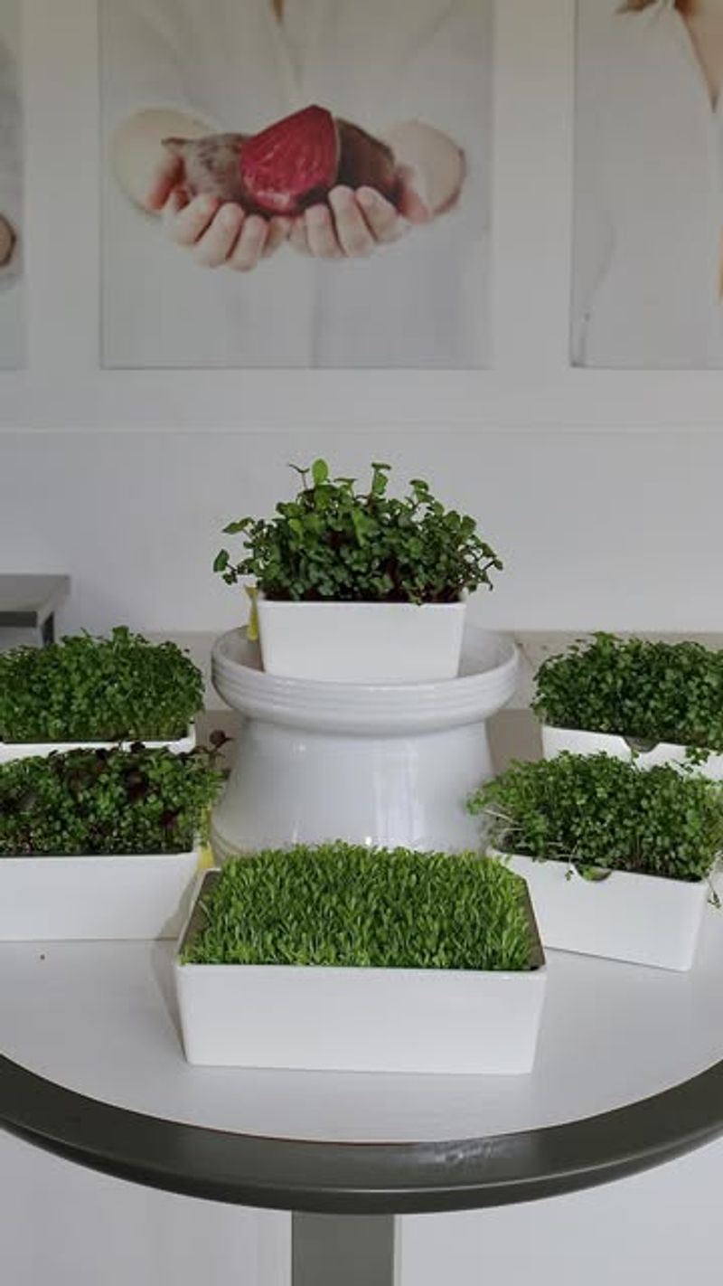 Microgreen Living Centerpiece