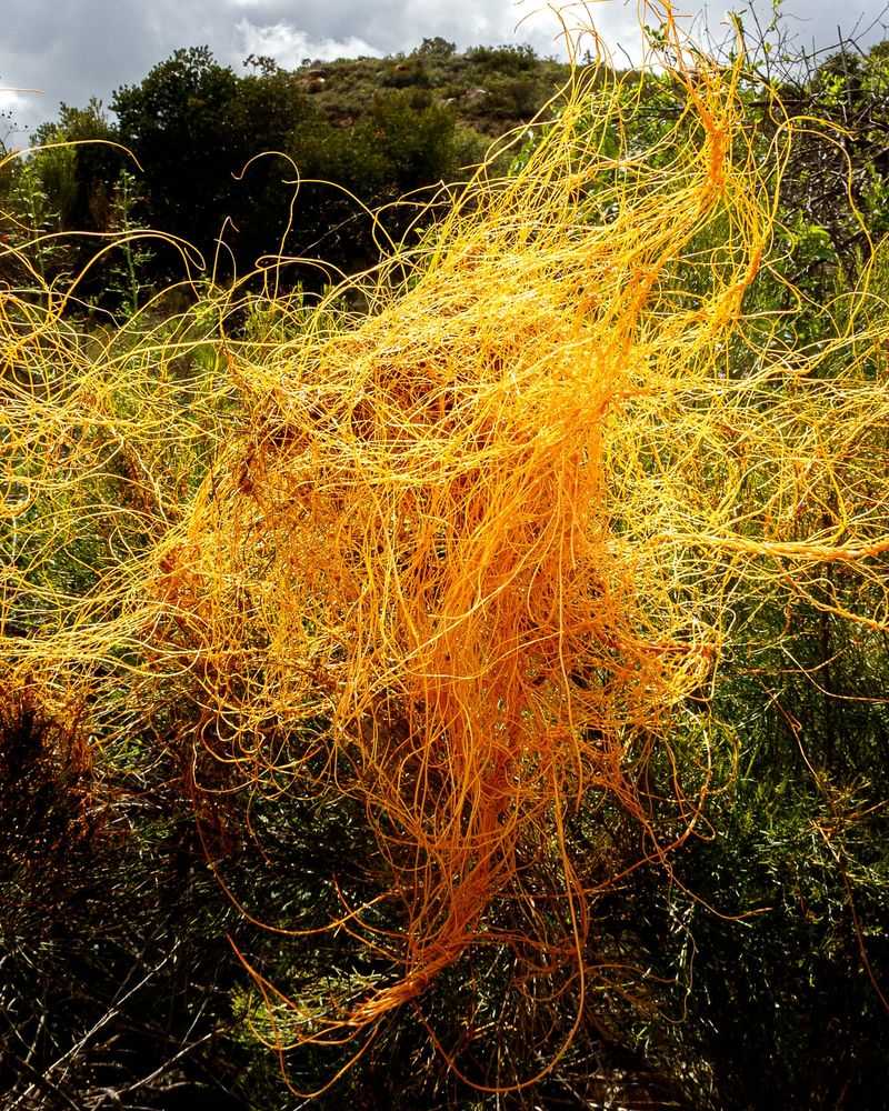 Dodder (Cuscuta)