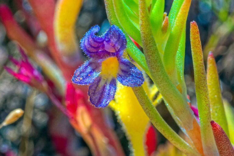 Orobanche uniflora (featured image)