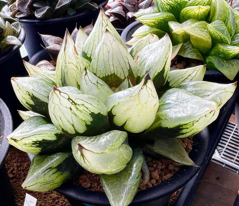 Haworthia