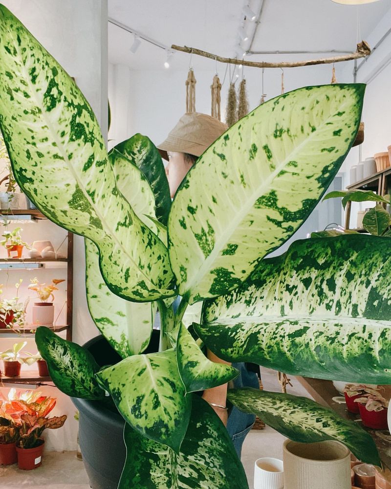 Dieffenbachia (Dieffenbachia seguine)