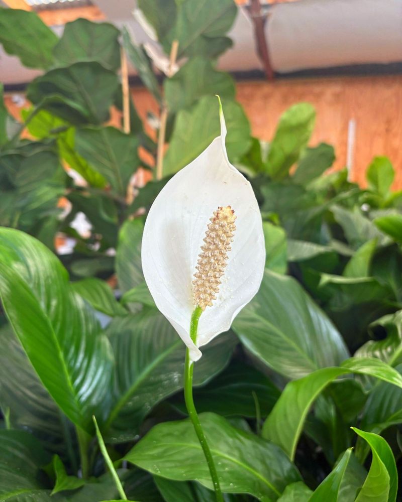 Peace Lily (Spathiphyllum)