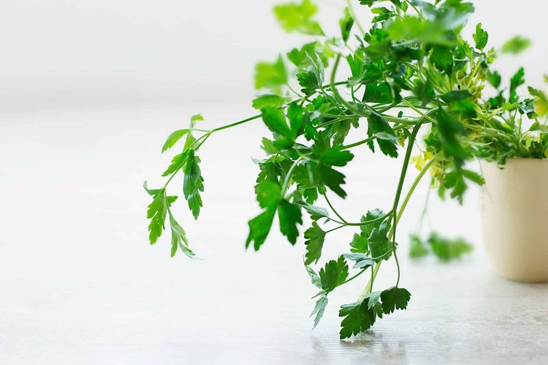 Cilantro