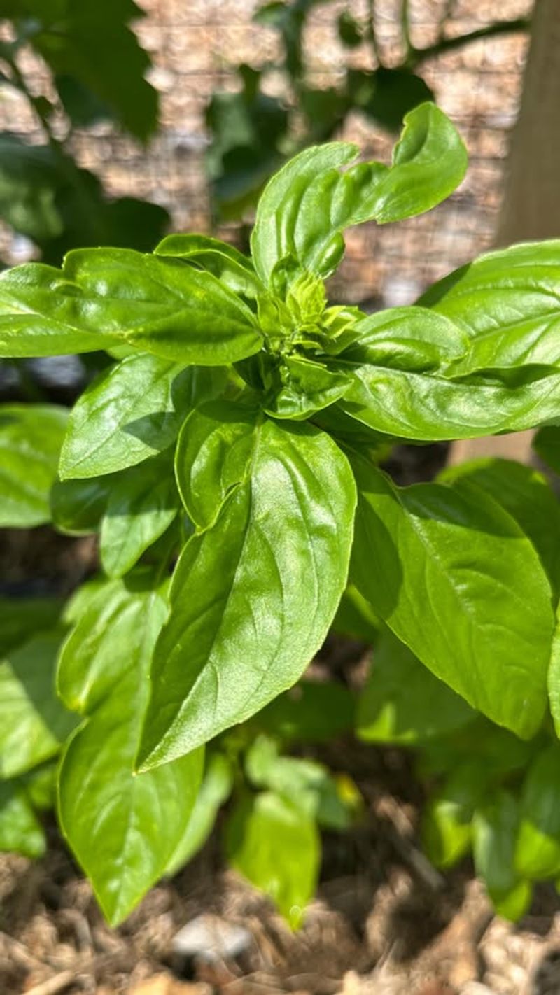 Basil
