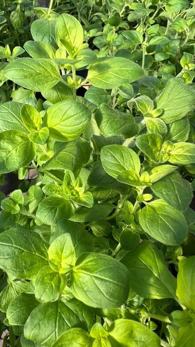Oregano