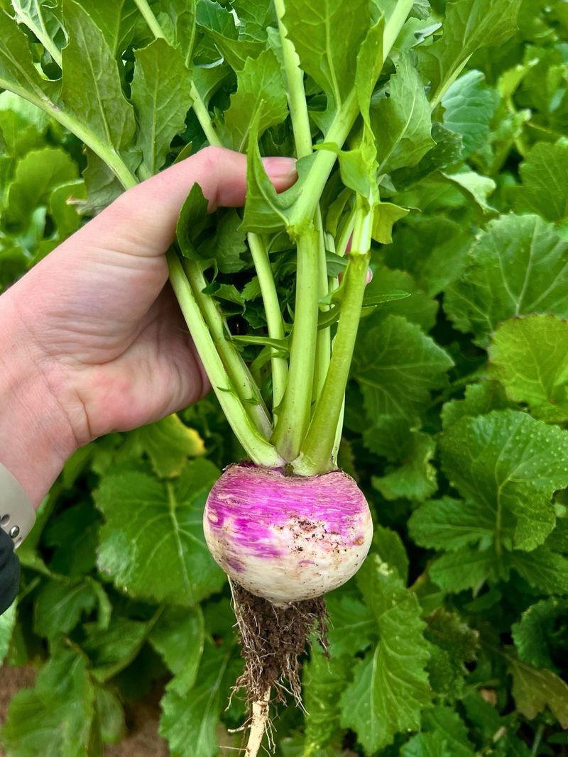Turnips