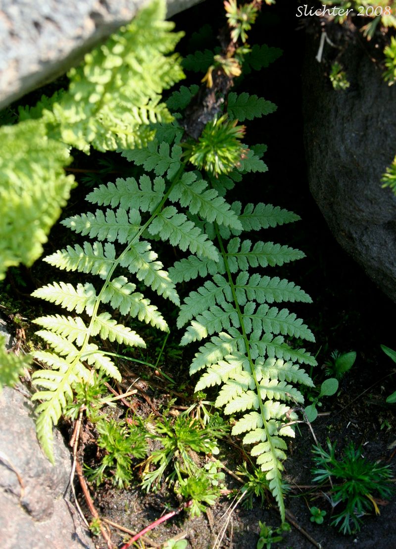 Alpine Lady Fern (Athyrium distentifolium)