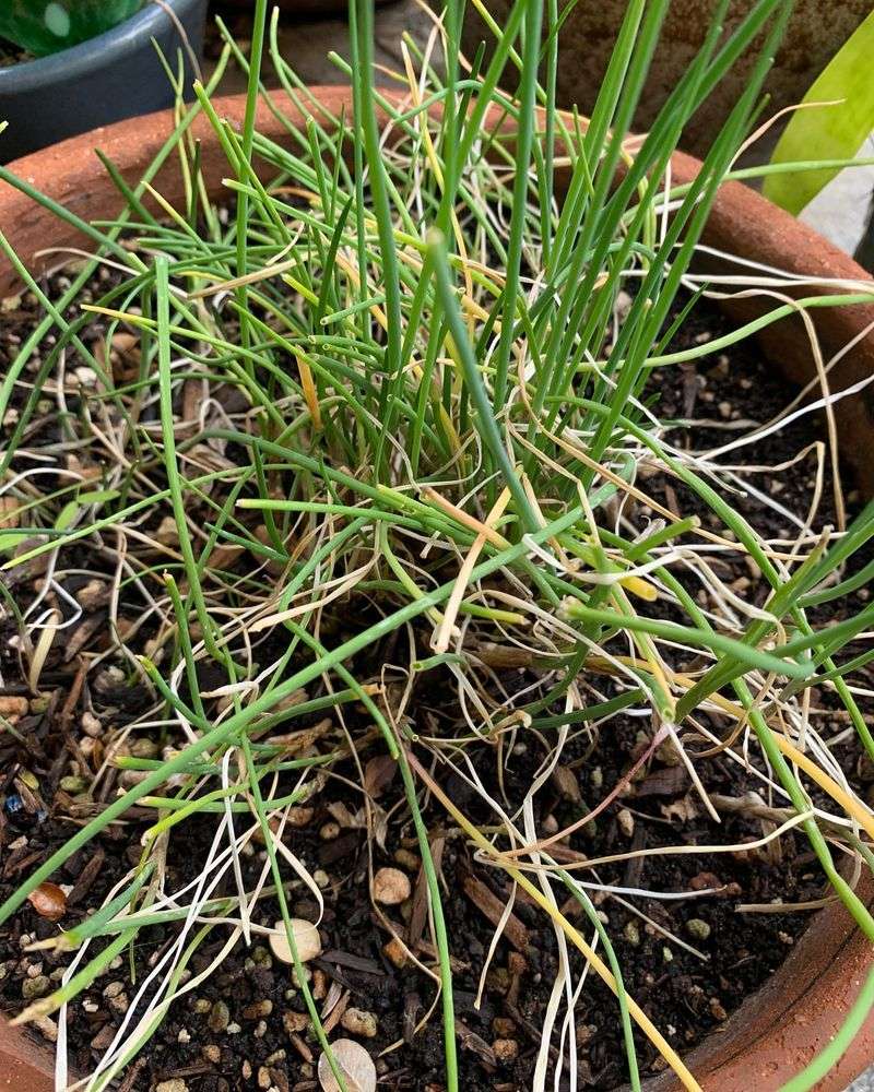 Chives: Delicate Onion Flavor For Holiday Tables