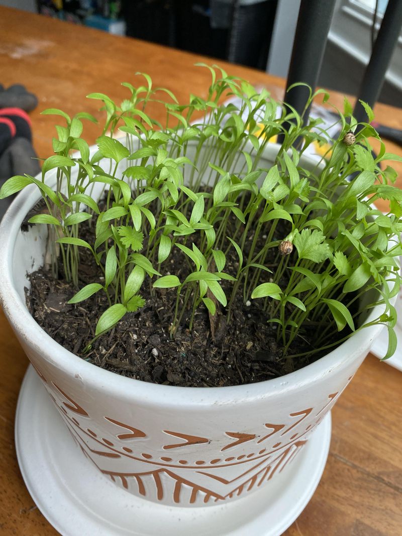 Cilantro: The Quick-Growing Annual