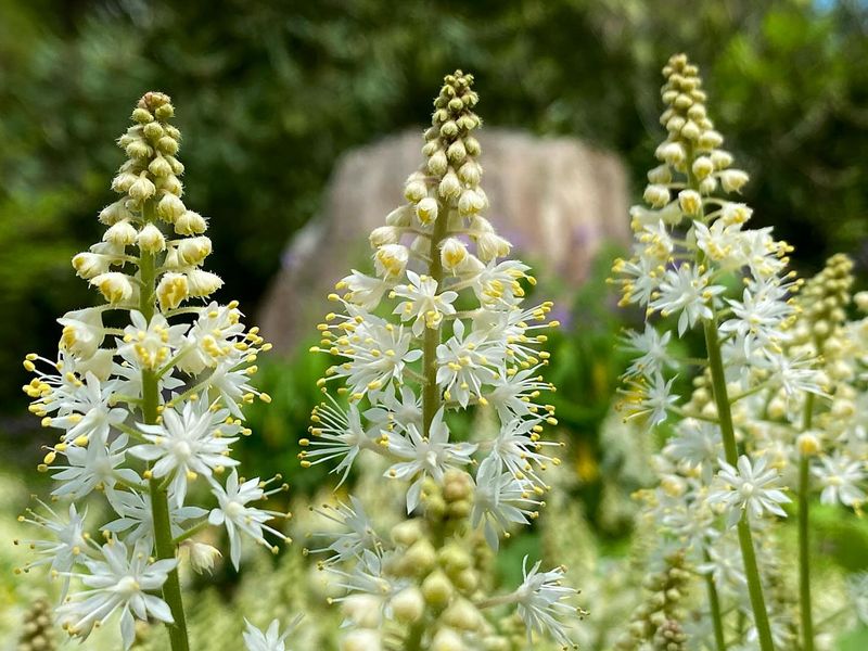 Foamflower (Tiarella cordifolia)
