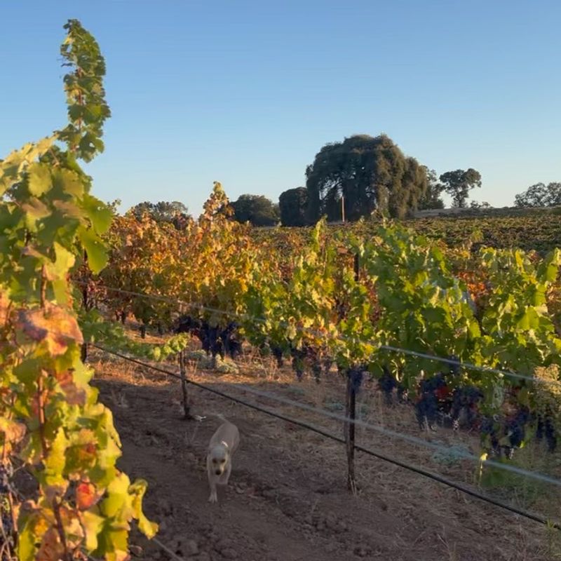 Plymouth: Gold Rush History Among Sierra Foothills Vines