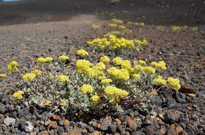 Sulphur Flower