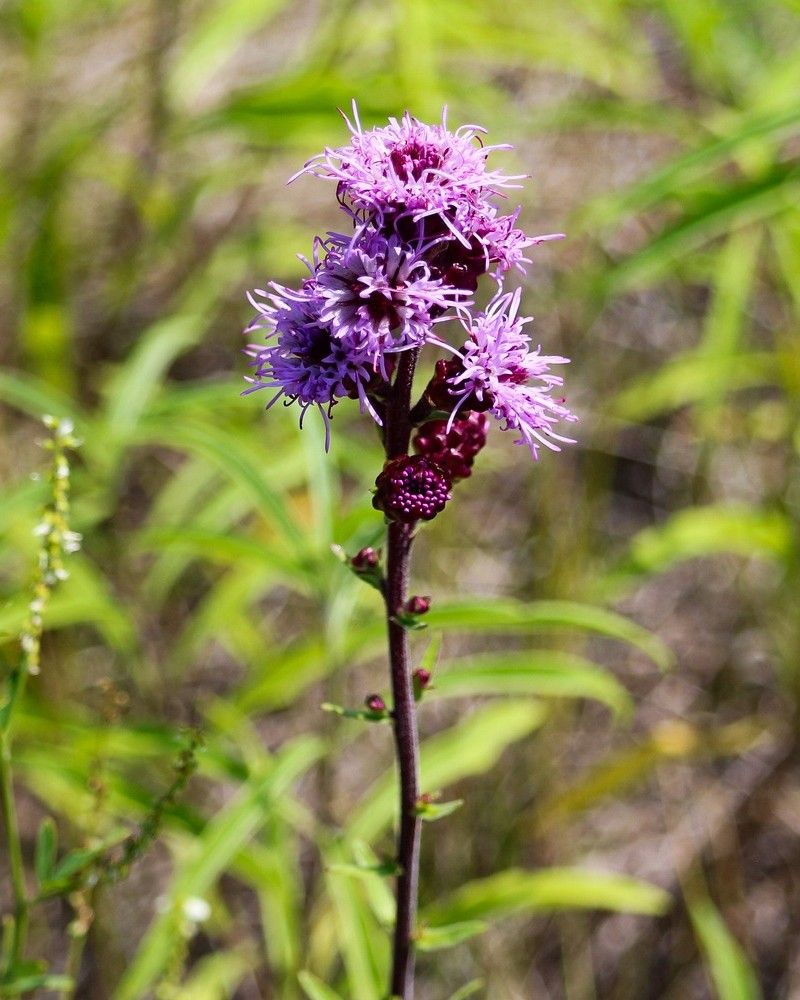 Meadow Blazing Star