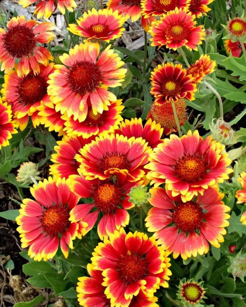 Blanket Flower (Gaillardia aristata)