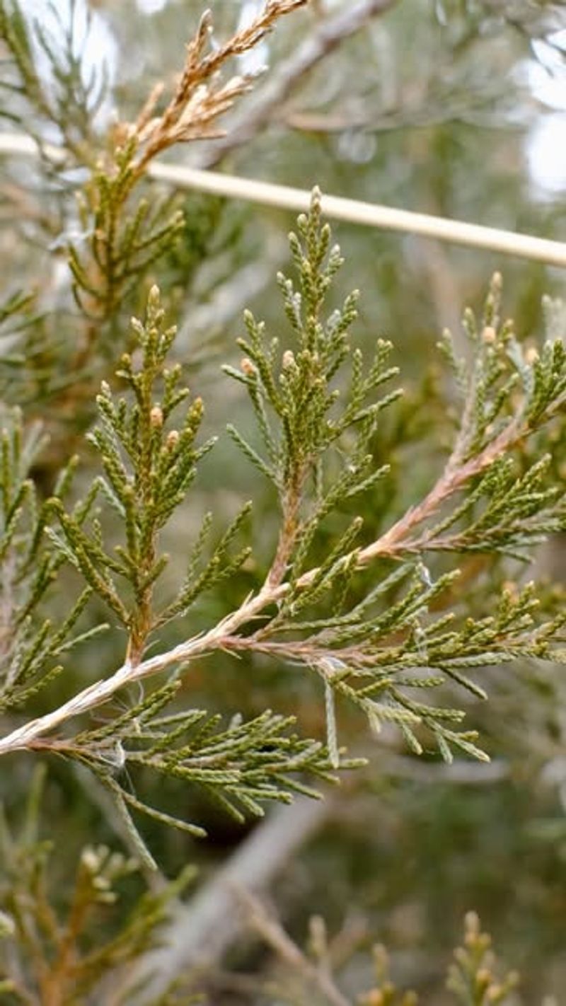 Red Cedar Trees