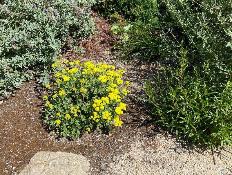 Sulphur Flower
