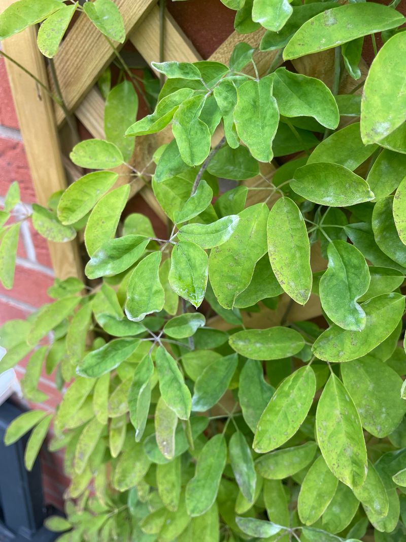 Chocolate Vine (Akebia quinata)