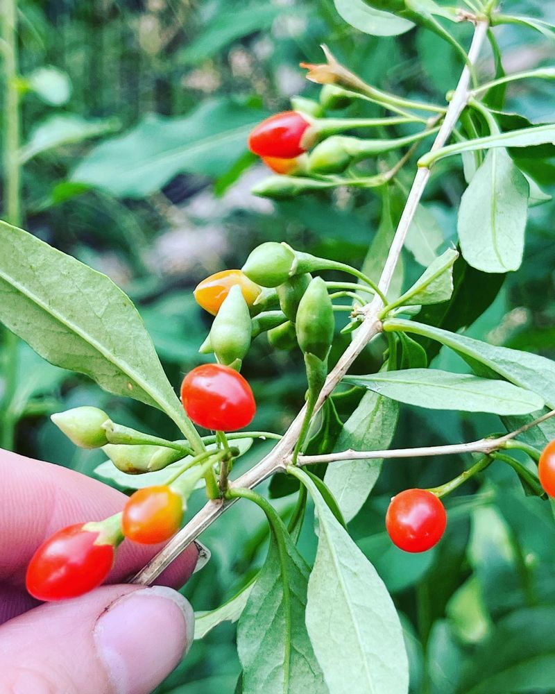 Goji Berries