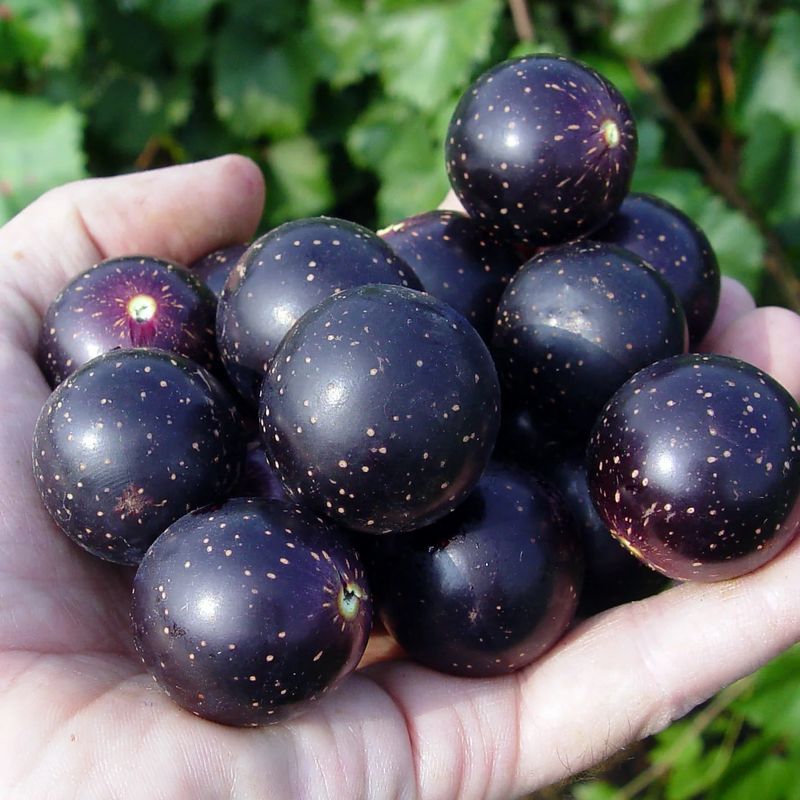 Muscadine's Southern Heritage