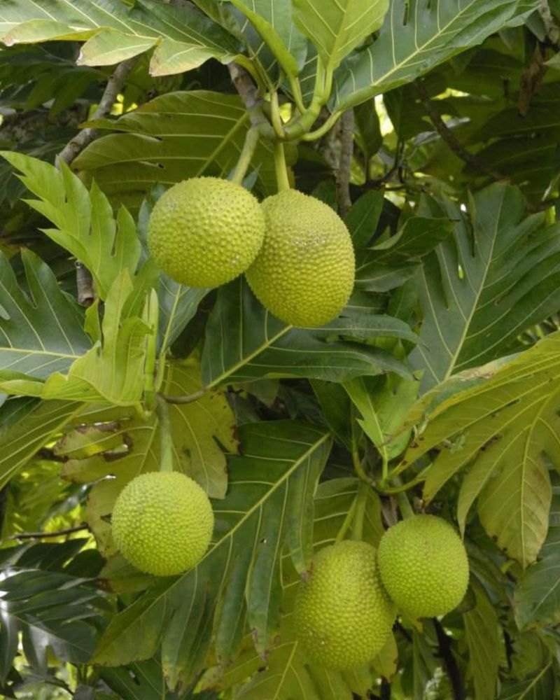 Breadfruit