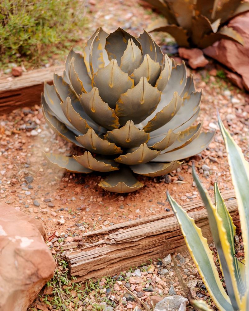 Structural Succulent Showcase