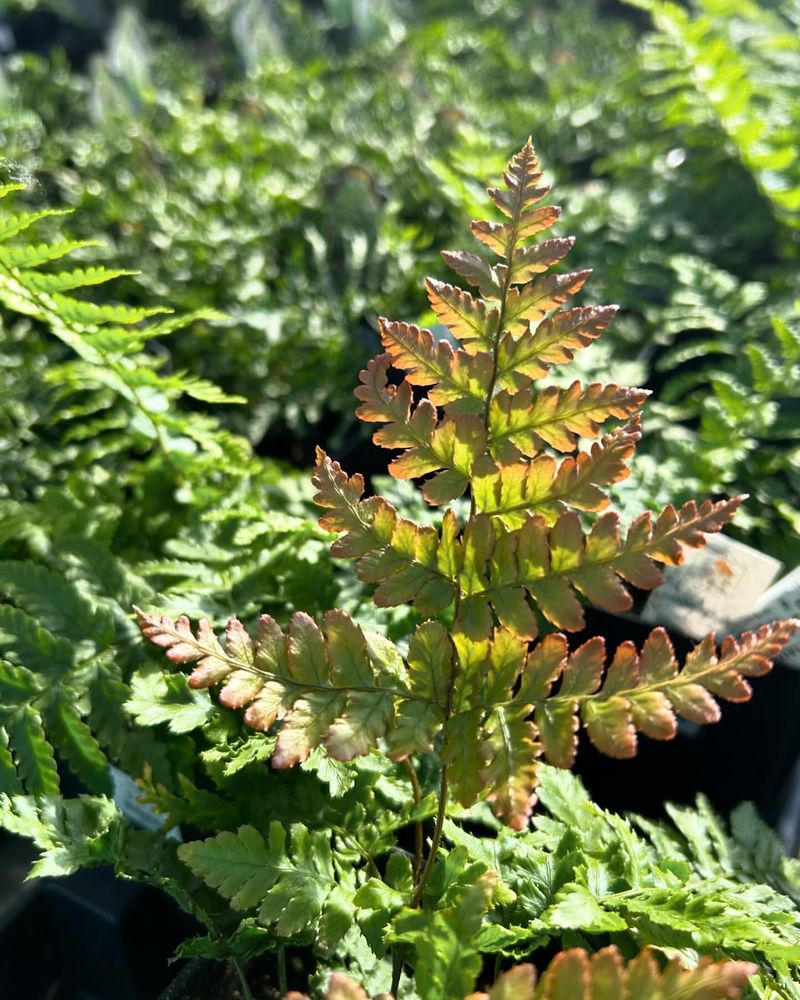 Shade-Loving Fern Collection