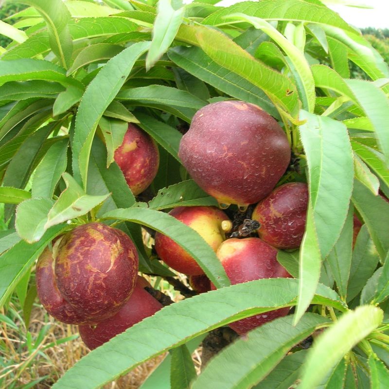 Dwarf Nectarine