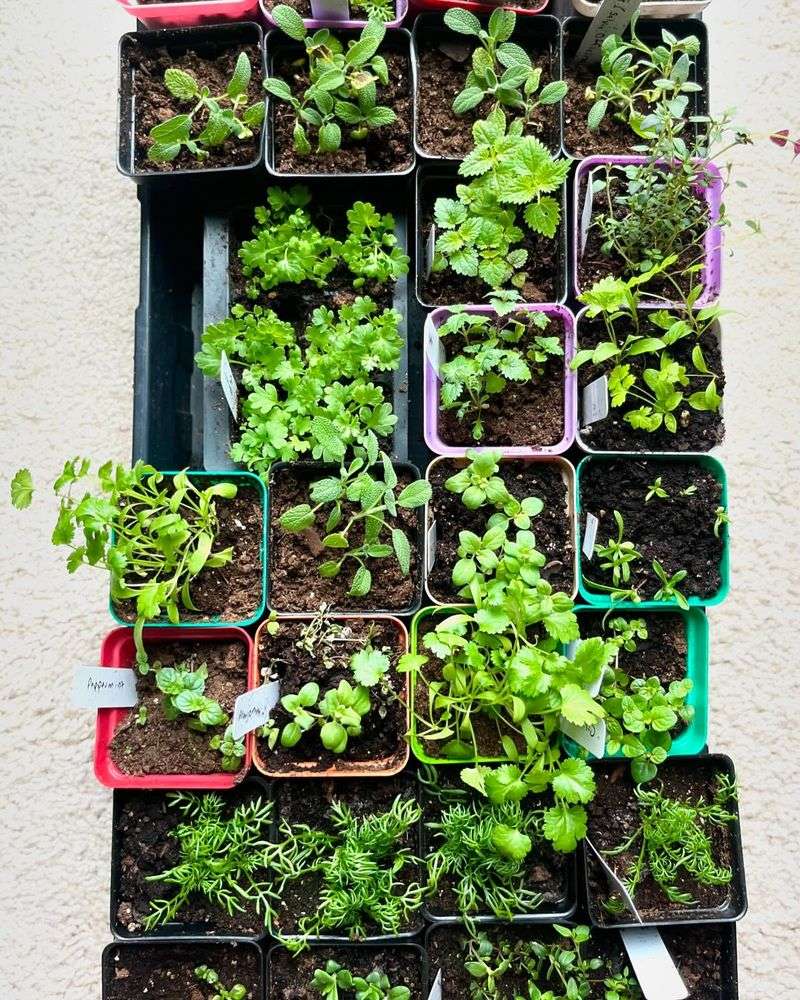 Medicinal Herb Sections